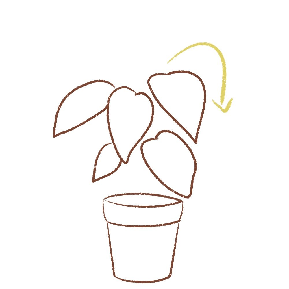 Draw the upper leaves